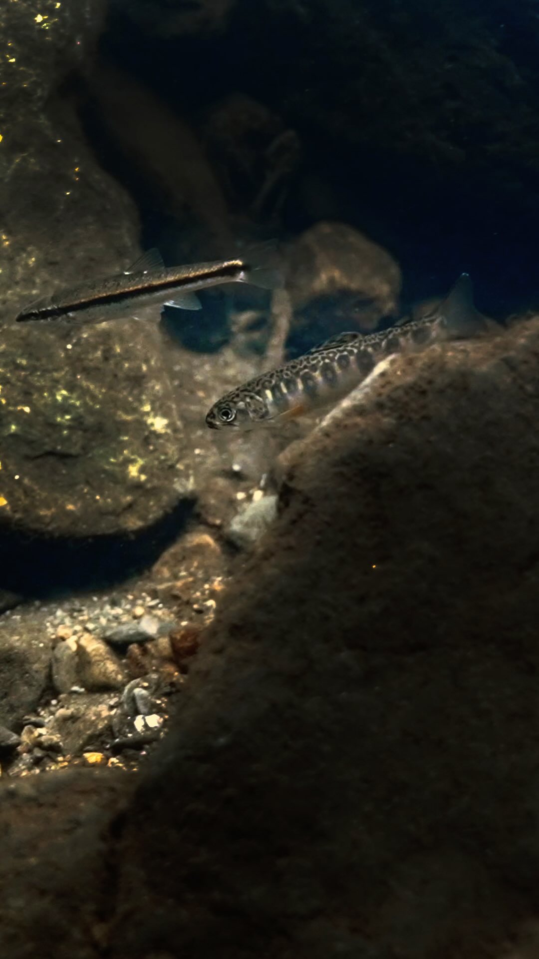 A brook trout feeding on and below the surface.
It’s rejuvenating to find different perspectives on places and creatures in a way we don’t often get to see or experience. The intricacies, the movements, and the relationship between a living being and its environment are all things that will forever be hypnotizing.