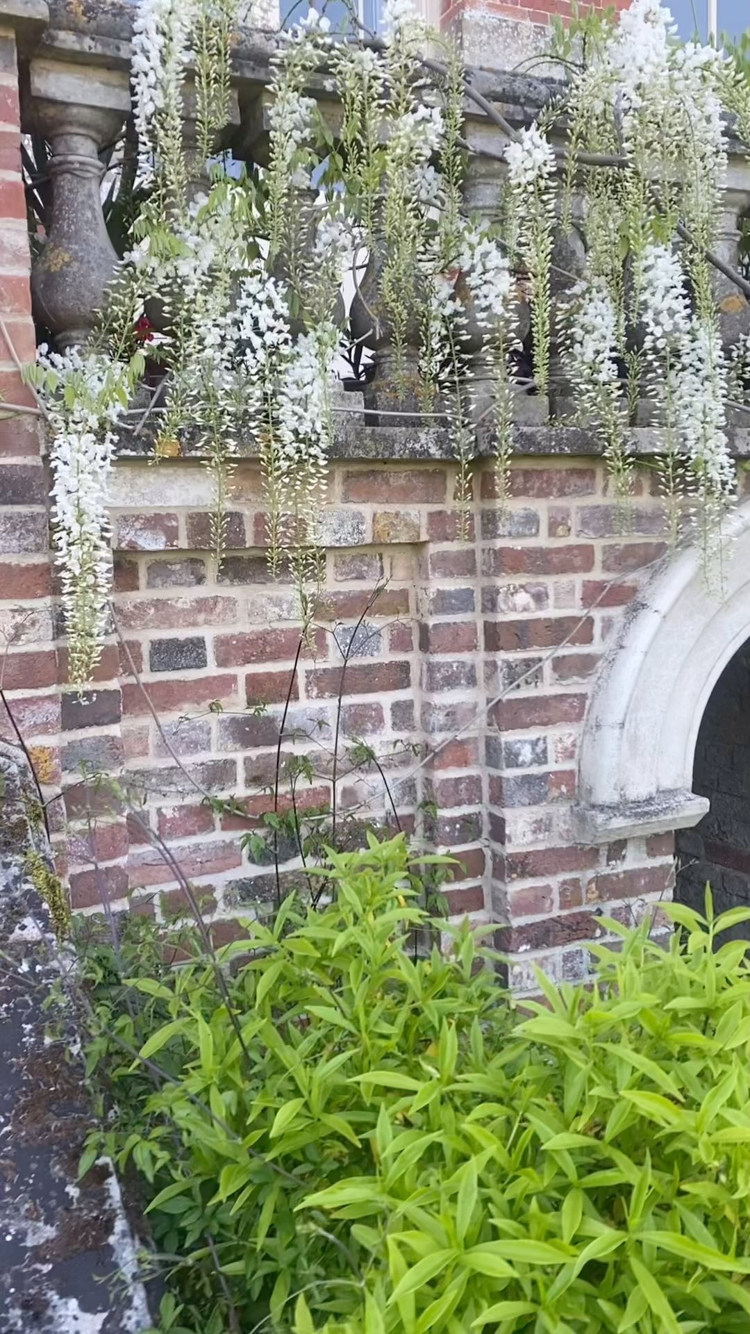 White wisteria out in full bloom 🤍