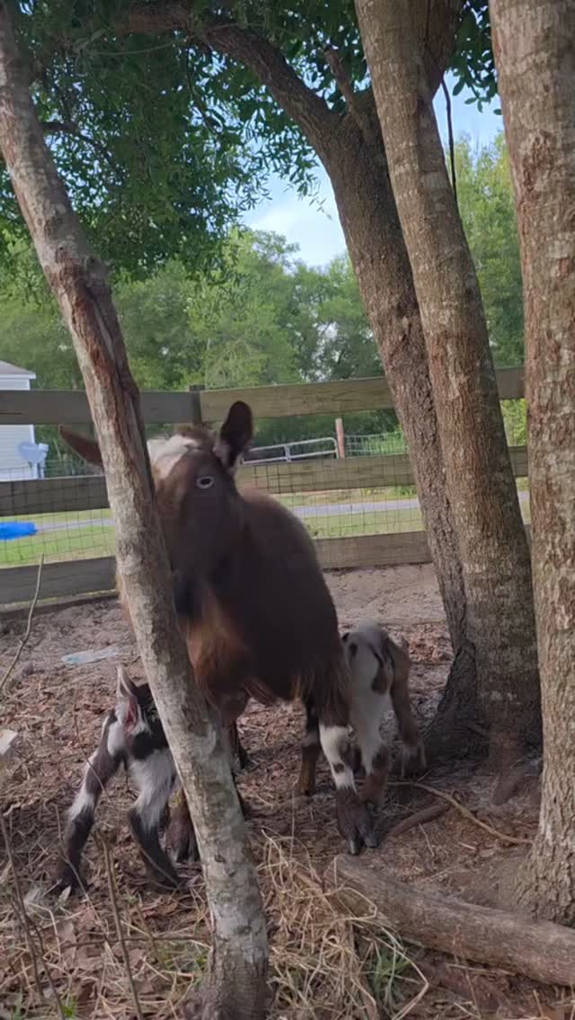 #infinitehollow #animaltherapy #autism #adhd #goatsense #iepadvocate #goatbot #socialemotionallearning #funny #goat #cuteanimals
