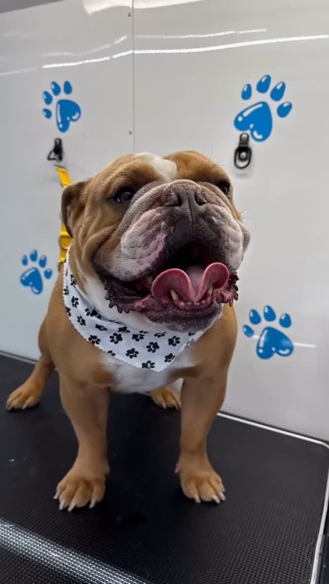 Some recent cuties Iโve had the honor to groom! ๐ถ๐๐พ๐ฉต 
#818valley #sanfernandovalleydogs #lovedogs #doggrooming #fluffypawsgrooming #sanfernandovalley #cutedogs #grooming #womeninbusiness #818 #mobiledoggrooming #dog #dogsofinstagram #doggroomer #doglovers