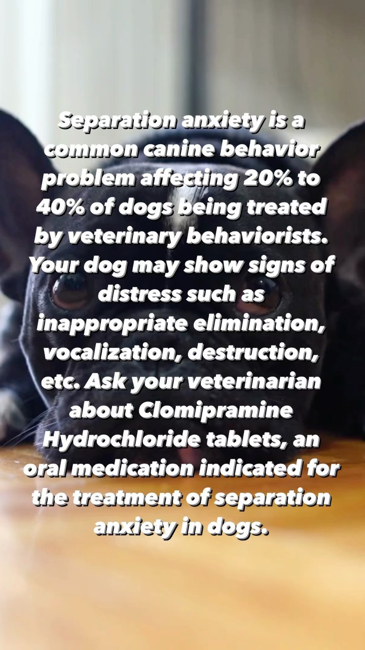 Is your dog showing signs of separation anxiety? Ask your veterinarian about Clomipramine Hydrochloride tablets, an oral medication indicated for the treatment of separation anxiety in dogs.
ā”ļø For more information, visit miznerbioscience.com #canineseparationanxiety