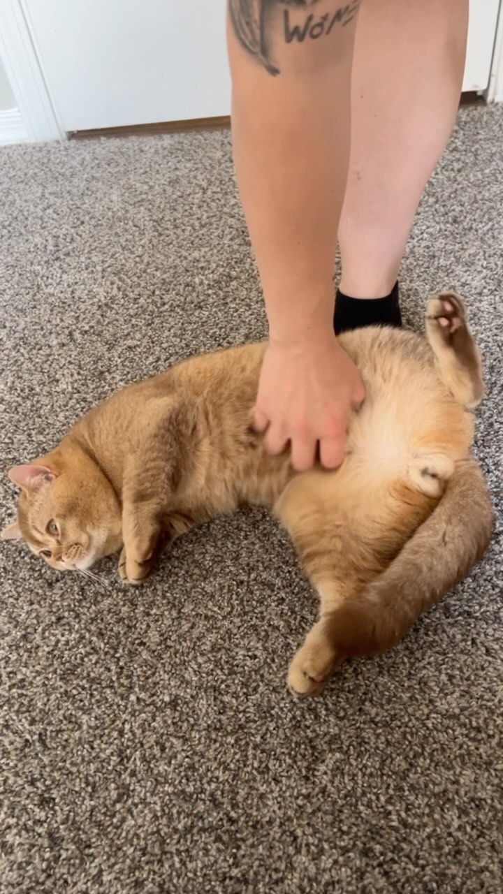Is he a cat or a dog? 😆
#cat #orangecat #bellyscratches #friendlycat #boycat #cinnamoncat #britishshorthair #bsh #kitten #catsofinstagram