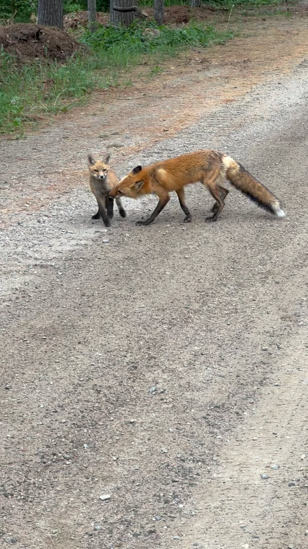 We have a cancellation in a waterfront 2 bedroom cottage for June 24-July 1, and a gorgeous fox family to welcome you. Please contact us for more info