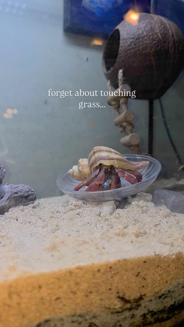 Something about hermit crabs that bring a little ocean to your life. #infinitehollow #animaltherapy #autism #adhd #goatsense #iepadvocate #goatbot #socialemotionallearning #funny #hermitcrab #fypシ゚viral