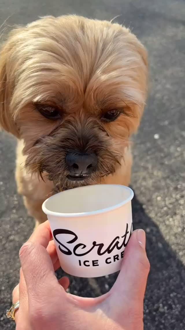 A pups favorite treat🐶🍦
#icecream #scratchicecream #scratchicecreammke #brookfield #milwaukee #westallis #wisconsin #icecreamlover #sweettreat #dog