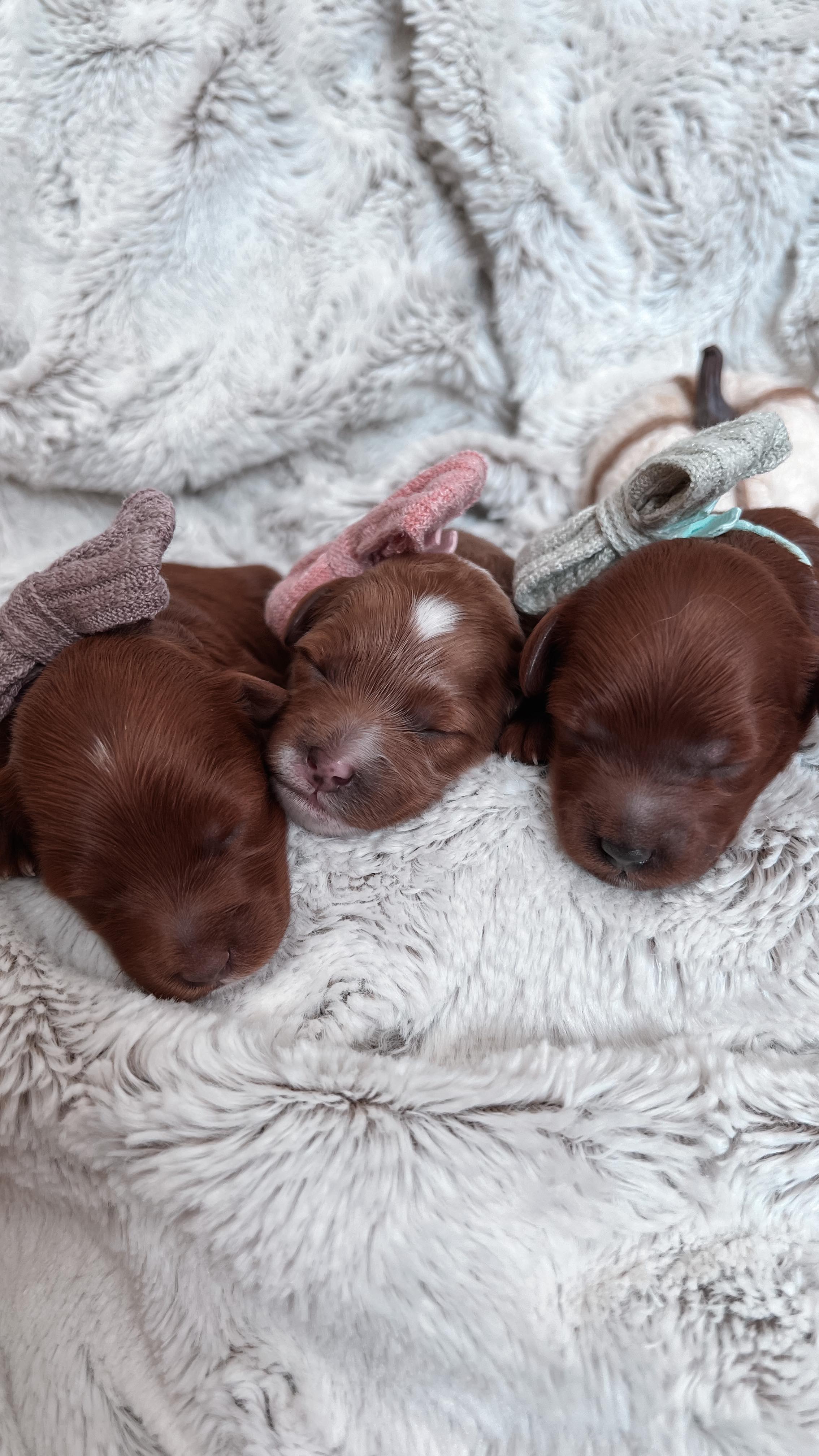 Introducing…
Our Hocus Pocus girls 🐾🐾
Gigi’s had 3 beautiful, healthy girls on October 5th.
Green collar - Winnie 💚
Pink Collar - Sarah 🩷
Purple collar - Mary 💜
Gigi has adapted to motherhood so quickly, she is a natural. We are so in love with these sweet little girls.
During the first week puppies spend their days eating and sleeping. The first week is a time for mom to bond with her babies. We keep their nursery quiet and dark with 24 hour supervision. Once babies turned three days old we began our ENS/ESI training. We take their weights nightly and will continue their ENS/ESI training for the next two weeks.
Stay tuned for a video demonstrating our ENS/ESI training process.
Benefits of introducing early puppy stimulation exercises:
🐾 Boost brain development
🐾 Improves circulation and immune system
🐾 Stimulates the neurological system
🐾 Improves stress responses in later life
🐾 Encourages a daily physical check of each puppy
Early Scent Introduction (ESI) is a procedure we do that helps puppies with their nose awareness Early Scent Introduction (ESI) is done in conjunction with the ENS training. ESI is designed to enhance puppy’s ability to identify and react to specific scents.
