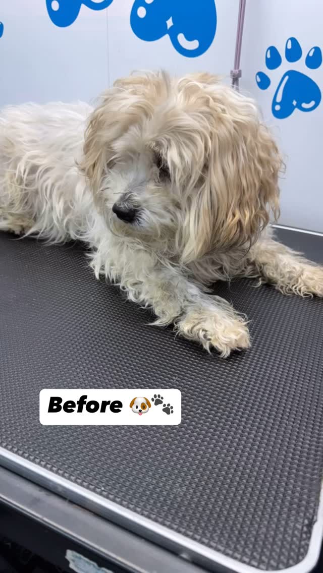 Thank you @k9connected for letting me be a part of helping the community ๐๐๐ถ
#818valley #sanfernandovalleydogs #lovedogs #doggrooming #fluffypawsgrooming #sanfernandovalley #cutedogs #grooming #womeninbusiness #818 #mobiledoggrooming