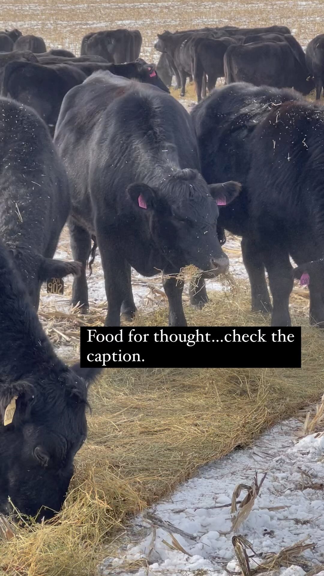 The beef community uses a technology that produces high-quality protein from solar energy locked within plants that are inedible for humans. The technology produces a natural, organic fertilizer and is mobile without using fossil fuels.
The technology is….Cattle. Beef is the original plant-based meat.
#beef #eatbeef #cattle #cattleranch #beefitswhatsfordinner #cows #agriculture #cowherd #workingranch #beefcattle #ranchliving #ranchlife #cowsofinstagram #angus