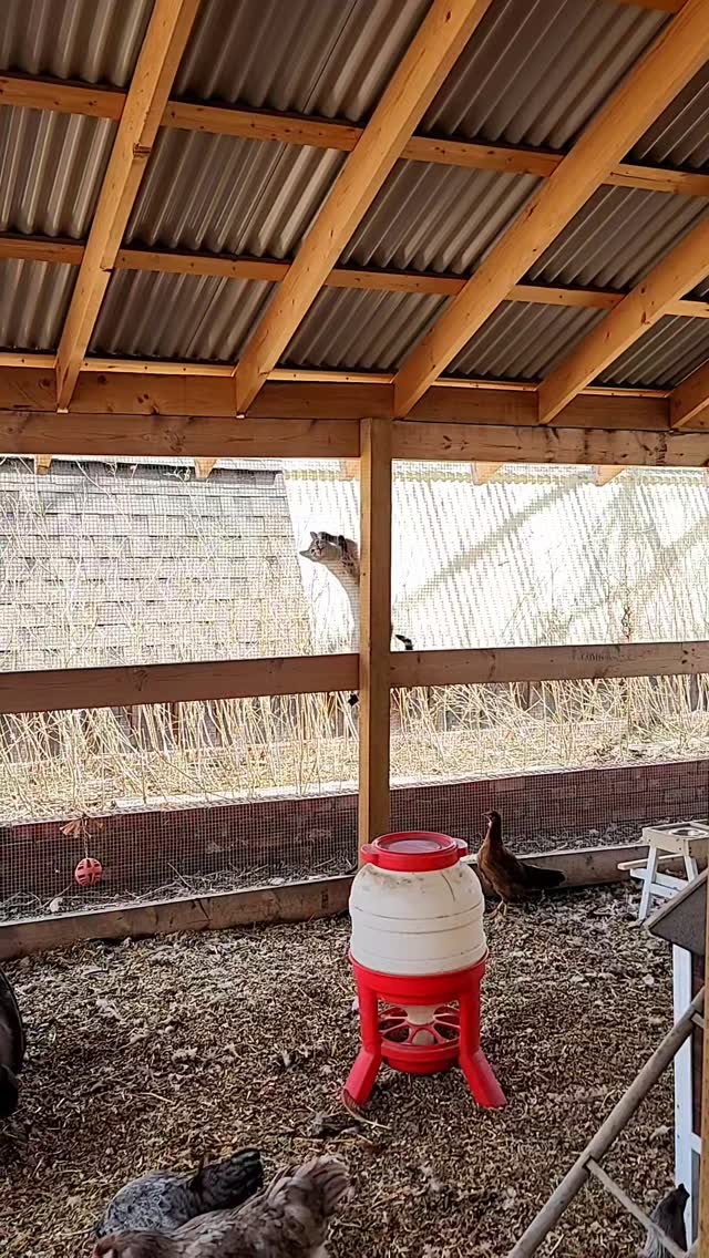 Maple is doing a great job at inspecting the run to ensure it's predator-proof 💪🦝🦅
.
.
.
#backyardchickens #chickensofinstagram #chickengram #chickenofinstagram #barncat #acreagelife
