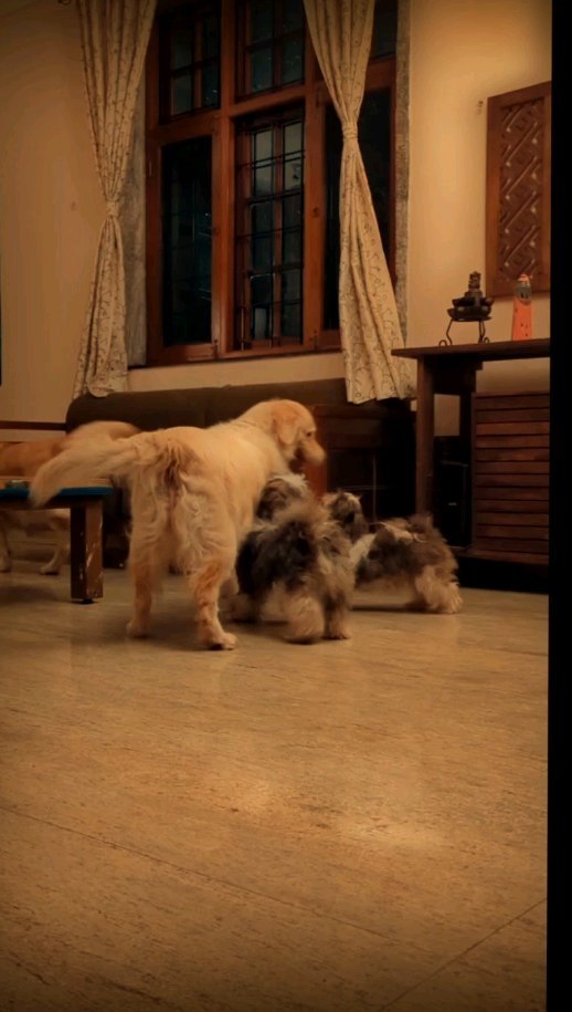 Maya epitomizes the true ethos of Mi Casa Su Casaβ€οΈ
POV π
How effortlessly has she adopted these three babies as her own πΆ
#bestairbnb #koramangala #bangalore #bangalorestaycation #staycation
#live #work #play #create
πΊποΈποΈπΉππ οΈπͺπΊπ»πΎπΎππ
#connections #conversations #community #serendipity #memories #businesstravel Say NO to #travel #fatiguΓ© #homesweethome #homesinbangalore #homeawayfromhome #workation #digitalnomad #remotework #HiddenGem #happyspace #petfriendly #goldenretrievers #shihtzu