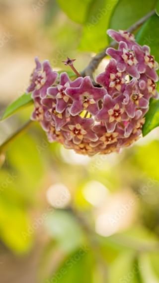 A fifteen-year-old Hoya growing happily in Antigua, Guatemala at the private residence of an 80ish-year-old man who randomly let us into his home to admire all of his plants!
*
*
*
*
#hoya
#hoyabloom
#hoyaheads
#antiguaguatemala
#hoyacompacta
#hoyabloom