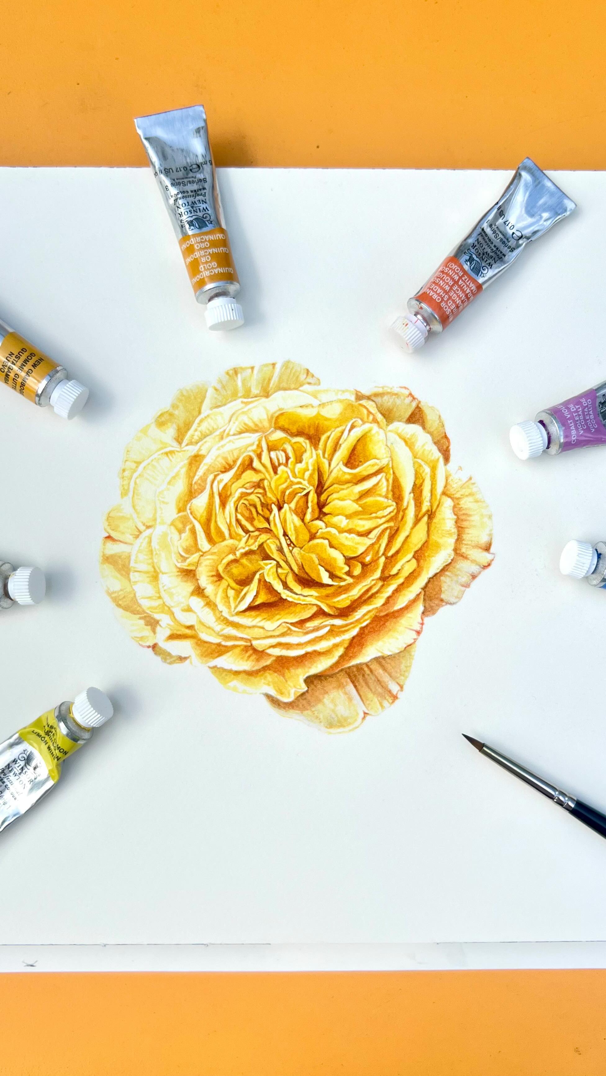 Live life in warm yellows! Sunshine hues for this glorious Rosa, #davidaustinroses “Golden Celebration” 💛
Excuse the low production value - end of term haste means no time to waste on rigging or lighting! Plus such changeable skies each day ☀️ ⛅️ 🌧️ ⛅️ ☀️
#reelart #reelartist #rose #rosa #artwip #watercolourart #flowerart #flowerpainting #artist #surreyartist #godalmingcommunity