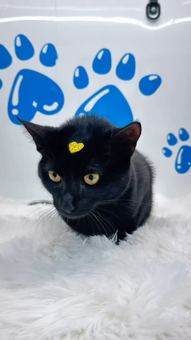 Kitty appreciation post ๐๐๐ Even though I mostly post dogs I groom cats as well! Let your cat enjoy themselves with a calm spa day from @fluffy_paws_grooming_la ๐ถ๐๐พ
#818valley #sanfernandovalleydogs #sanfernandovalleycats #lovedogs #lovecats #doggrooming #catgrooming 
#fluffypawsgrooming #sanfernandovalley #cutedogs #cutecats #grooming #womeninbusiness #818 #mobiledoggrooming #mobilecatgroomers #cats_of_instagram #cats #catlifestyle #catinstagram #catloversworld #catlove #catstagram #instacat #kitty #kittycatlove