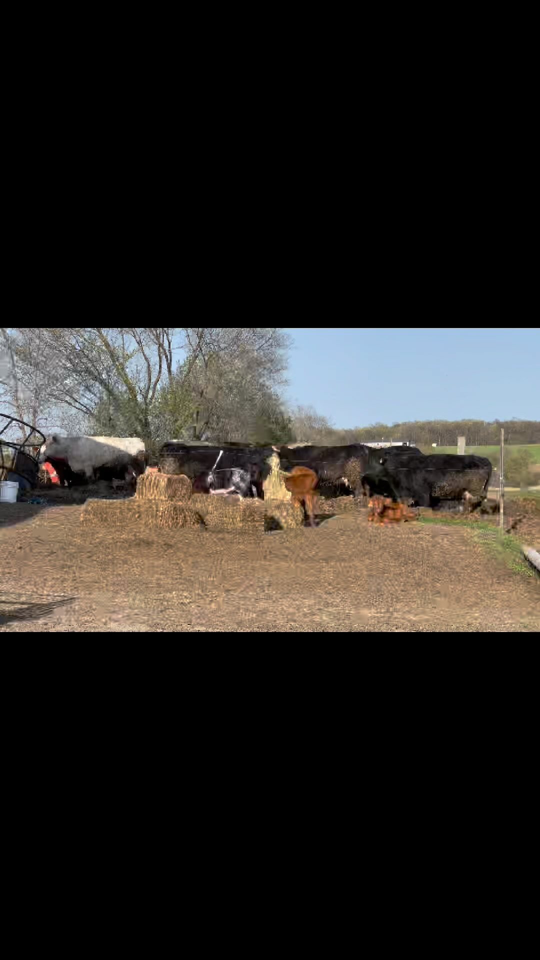 The pasture is greening up, but we’re still feeding hay by the round bale to the mamas and their babies. 15 calves (minus one loss, unfortunately) and three to go. #familyfarm #localbusiness #beef