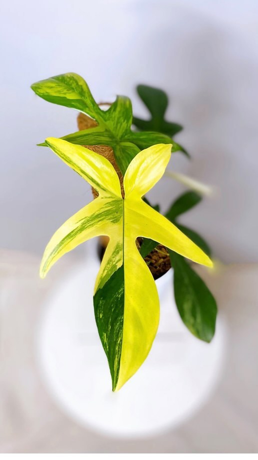 Me every-time you post a great online review and tell me I have the best packaging and quality of exotic tropicals☺️
Happy Foliage Friday and thanks for the support💚 Rare plant restock will be up by tomorrow.
*
*
*
*
#plantreel
#plantsofinstagram
#latinaplantlady
#foliagefriday
#monstera
#monsterathaiconstellation
#monsteraaurea
#philodendronfloridabeauty
#aroid
#plantsmakepeoplehappy