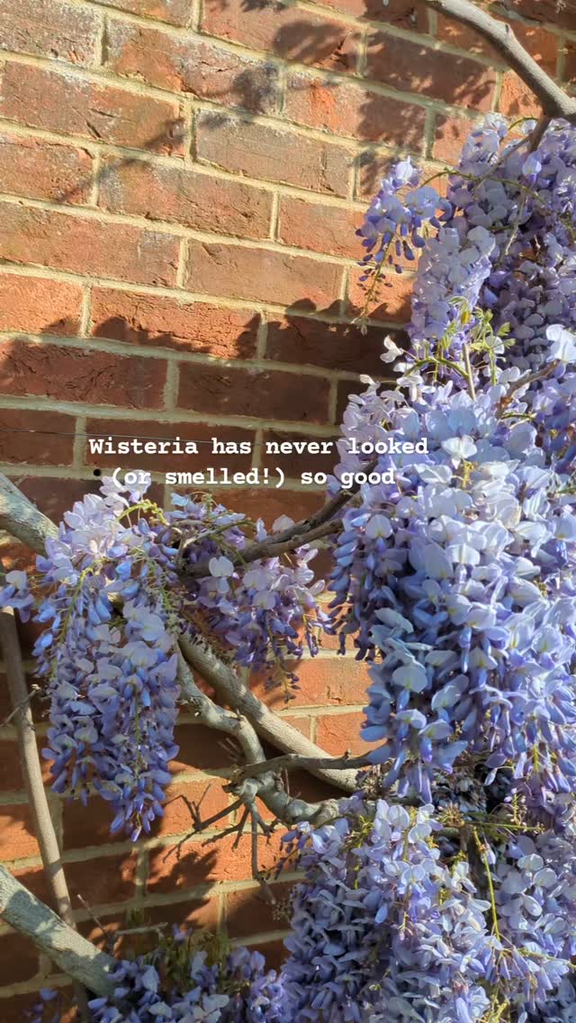 Wisteria season in full flow 💜