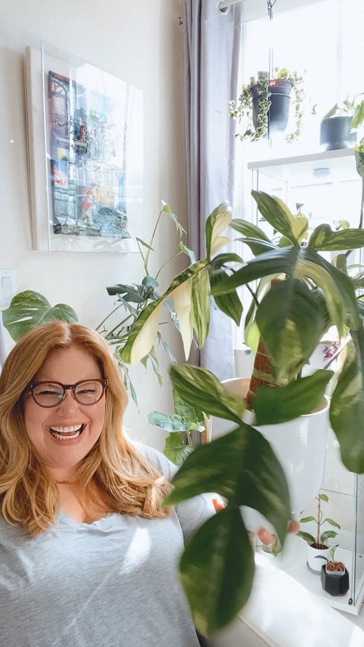 Because plants do make people happy! Even if it’s a brief shot of dopamine, I’m here for it😍
Large restock, with new varieties dropping soon! Sign up to the site for early access.
*
*
*
*
*
#monsteraaurea
#monsteramintvariegated
#philodendronjunglefever
#philodendronfloridabeauty
#plantsmakepeoplehappy