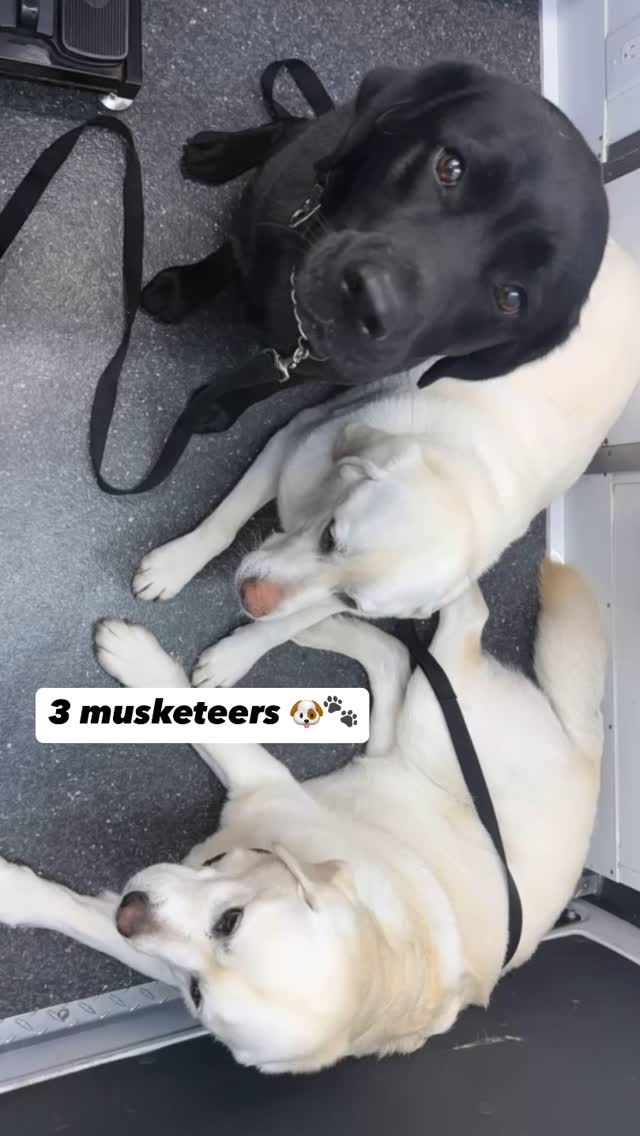 The three musketeers ๐ถโ๏ธ๐๐พ 
#818valley #sanfernandovalleydogs #lovedogs #doggrooming #fluffypawsgrooming #sanfernandovalley #cutedogs #grooming #womeninbusiness #818 #mobilegrooming #mobiledoggrooming