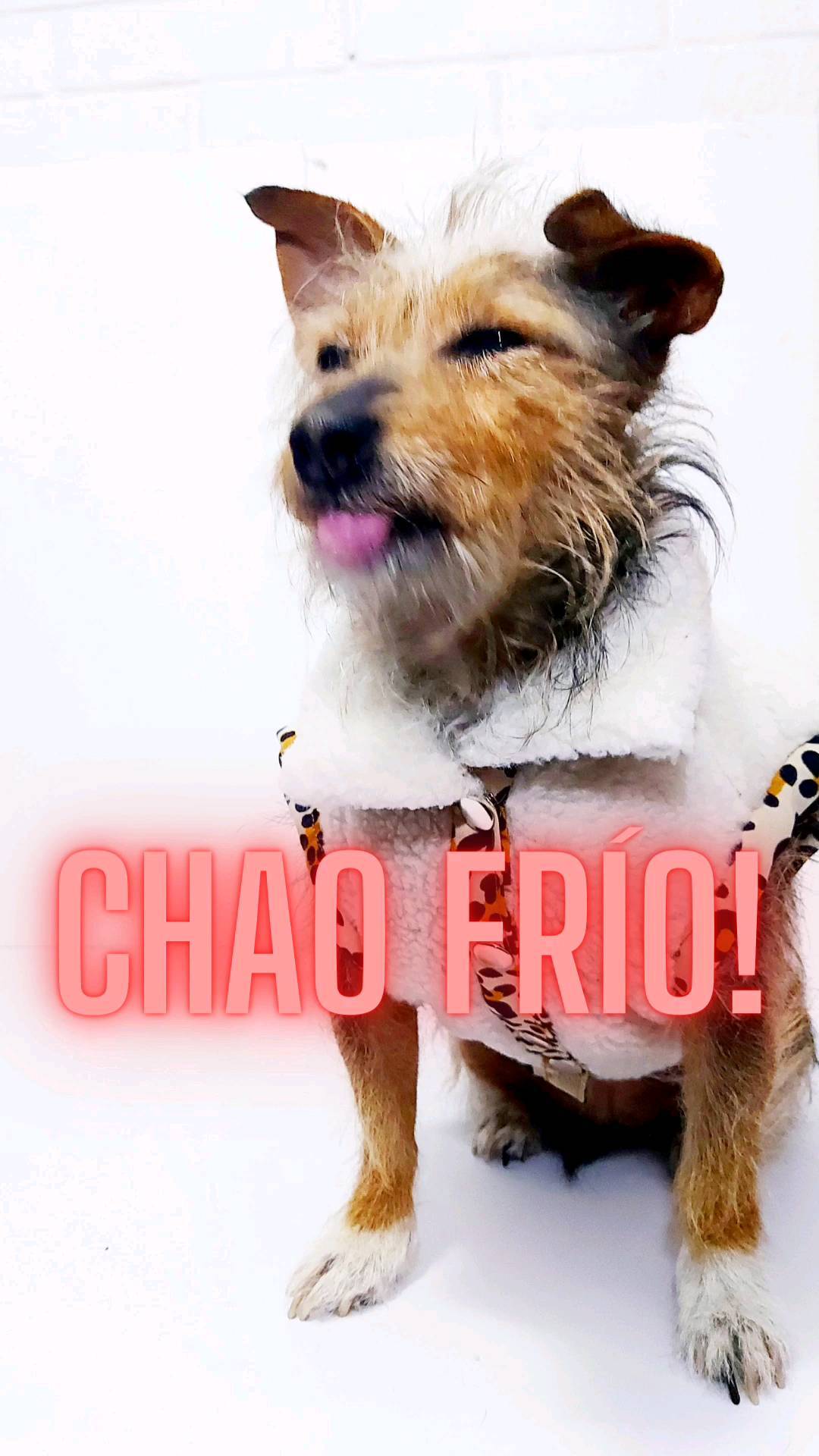 Junio 5 ❤️🔥 porque el invierno se vive con todo el estilo WawaPets 😎🐾
Atentis wawis ❤️🔥 se viene bien bueno 🔥
Outdoor, city, glam y muy muy abrigadito 🐾🔥
.
.
#ropaperros #ropamascotas #ropaparaperros #dogslife #dogstagram #mamaperruna #papaperruno #perroschilenos #pewos #pewoschile #pewoschilenos #invierno #diseñoparamascotas #petslife #perrihijos #perritosfelices