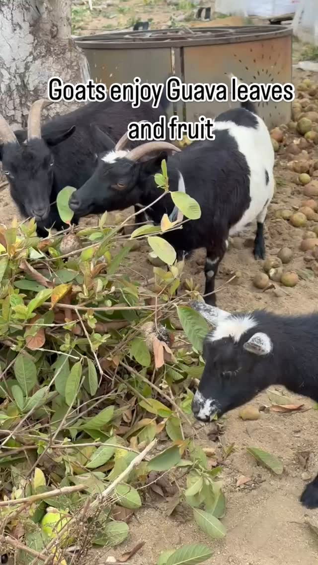 🌿🐐 Goat Goals: Guava Edition 🐐🌿
Our SoCal goats know what’s good! Guava leaves aren’t just tasty—they’re packed with nutrients and natural goodness. These tropical treats are a favorite snack straight from our sun-kissed groves. 🌞🍃
📍 Locally grown. Naturally loved.
#SoCalGrown #GuavaLeaves #GoatLife #FarmFresh #TropicalVibes #SustainableFarming #HappyGoats #GuavaGoodness