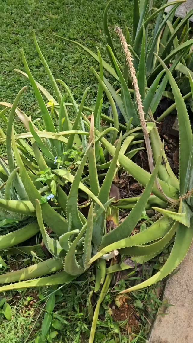 www.lotuslushskincare.com
Aloe soap!!!!!
Homegrown aloe now in our soaps with hemp oil and shea butter. Its great for inflammation, moisturizing and accelerates wound healing
#aguadilla #puertorico #soap #handmade #soapmaking #lotuslushskincare