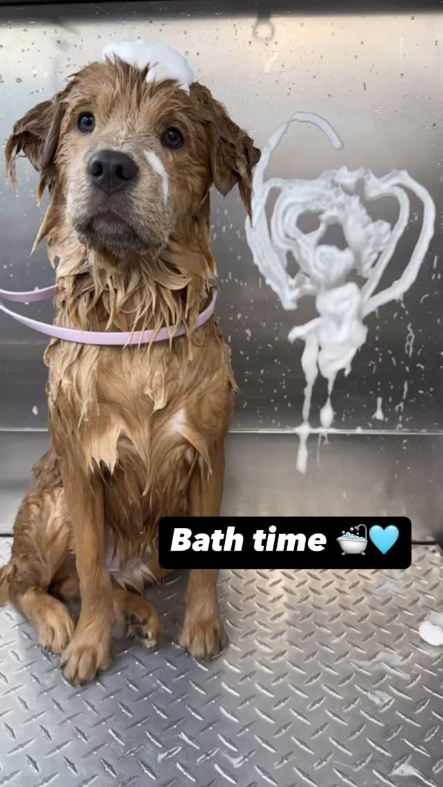 This cutie has grown so much!! โบ๏ธ๐ถ๐๐ฉต 
#818valley #sanfernandovalleydogs #lovedogs #doggrooming #fluffypawsgrooming #sanfernandovalley #cutedogs #grooming #womeninbusiness #818 #mobiledoggrooming #mobiledoggroomer #dog #dogsofinstagram #doglovers #doglife #doglover #grooming #groomingdog #chowchow