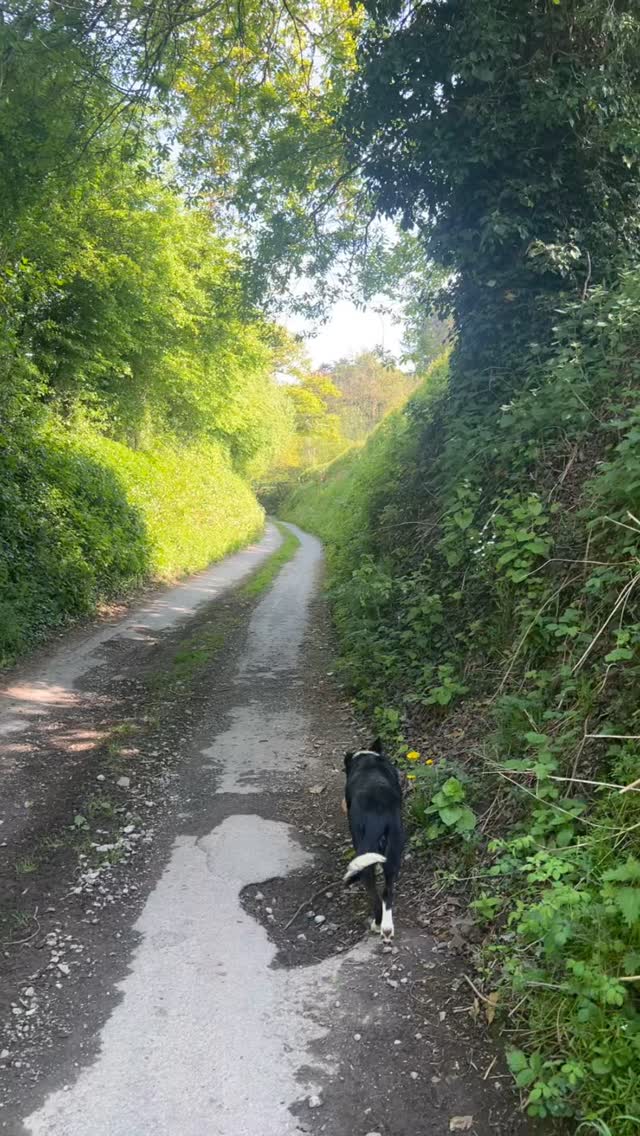 🌼 May rain brings color to the lane 🌼 #bluebells #dogwalking #workingdog #dogwalks #mayrain #celendines #spring #springhassprung #shepherdshut #redcampion #glampingnotcamping