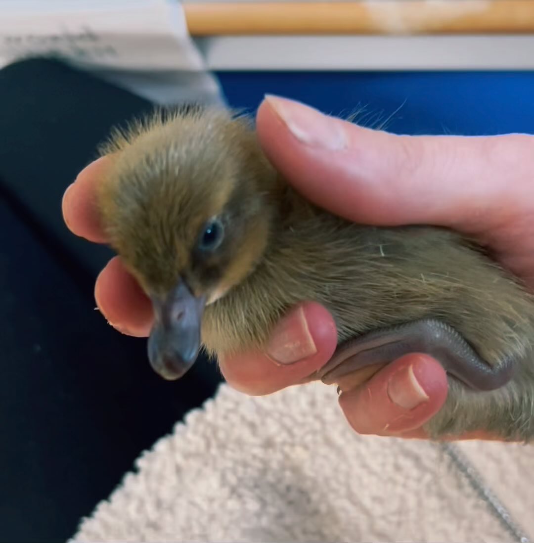 Awe and wonder - ✨ 🥚 🦆 ✍🏼 🧠 🌱
#Tutoring #tutoringengland #tutoringservice #tutoring #tutoringkids #tutoringschool #mathstutor #inspire #englishtutor #teacher #teachers #teachersofinstagram #teacherlife #teachersofIG #ks1 #ks2 #senco #neverstoplearning #learnwithme #learning #learn