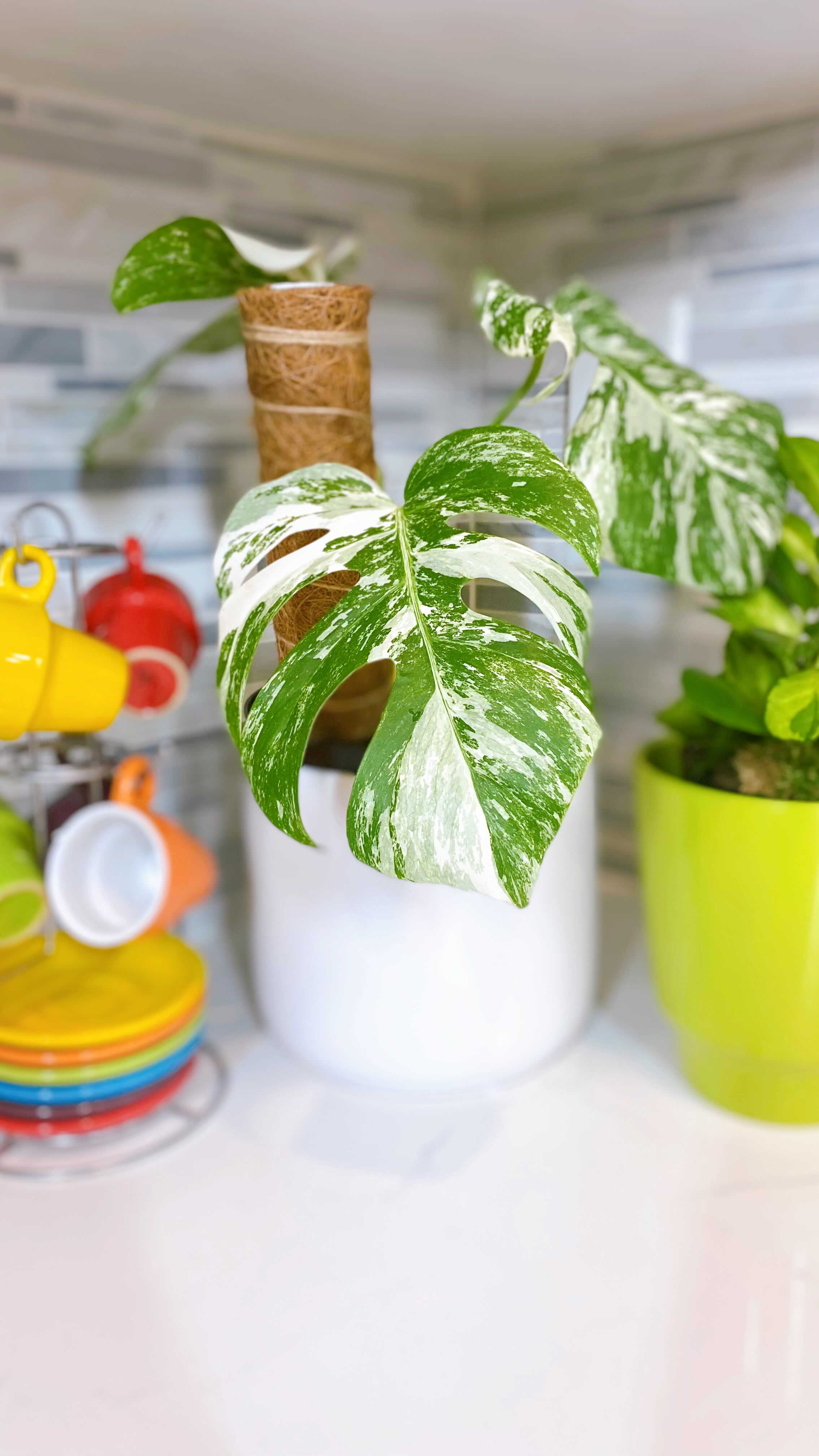 There’s nothing like a coffee and plants to cheer you up after being sick for a couple of weeks!
Enjoy this cafe con leche I made with Cafe la Llave pod and a touch of gringoness with Ghirardelli caramel😋
I’m back a and it’s about damn time🤗 Working hard on inventory updates and RESTOCK tonight🪴