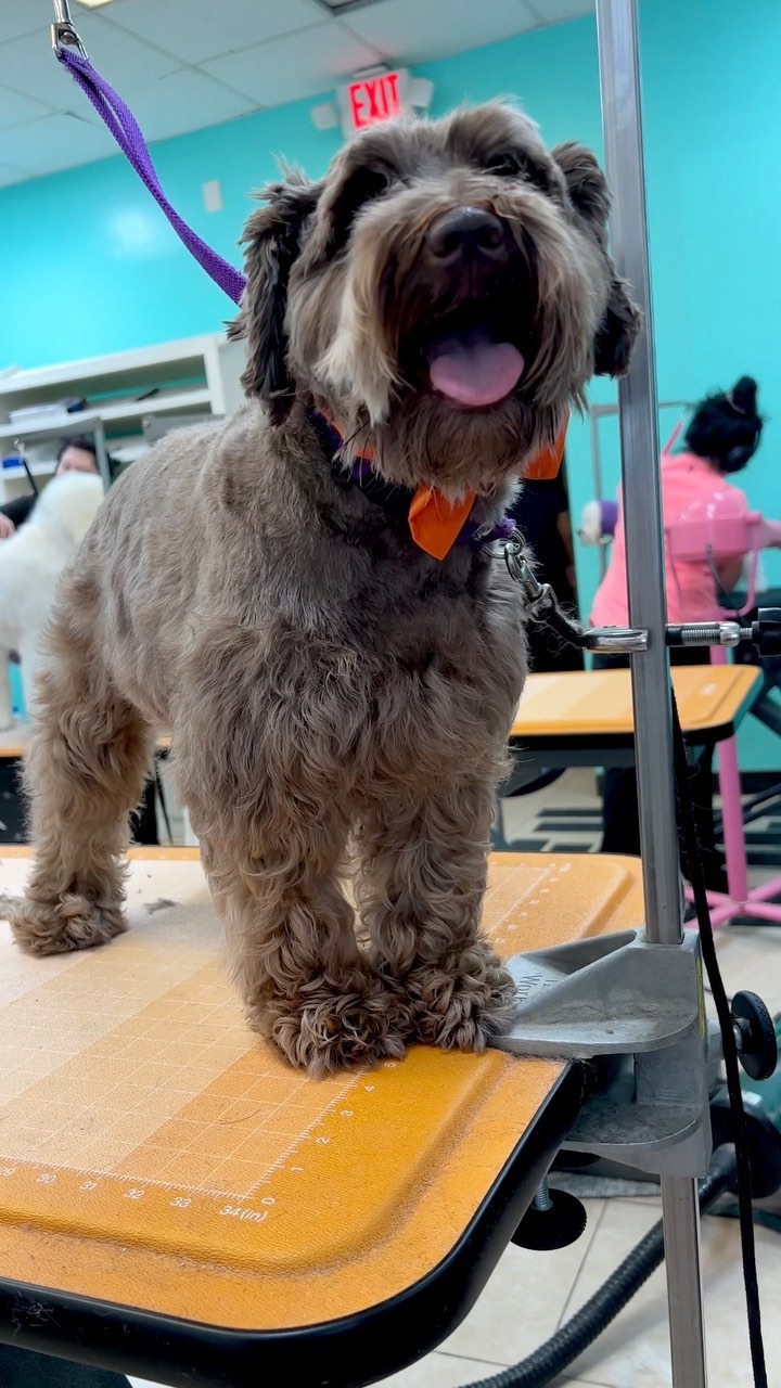 Attention to detail all the way to the finishing bow tie for this Haute Dog!