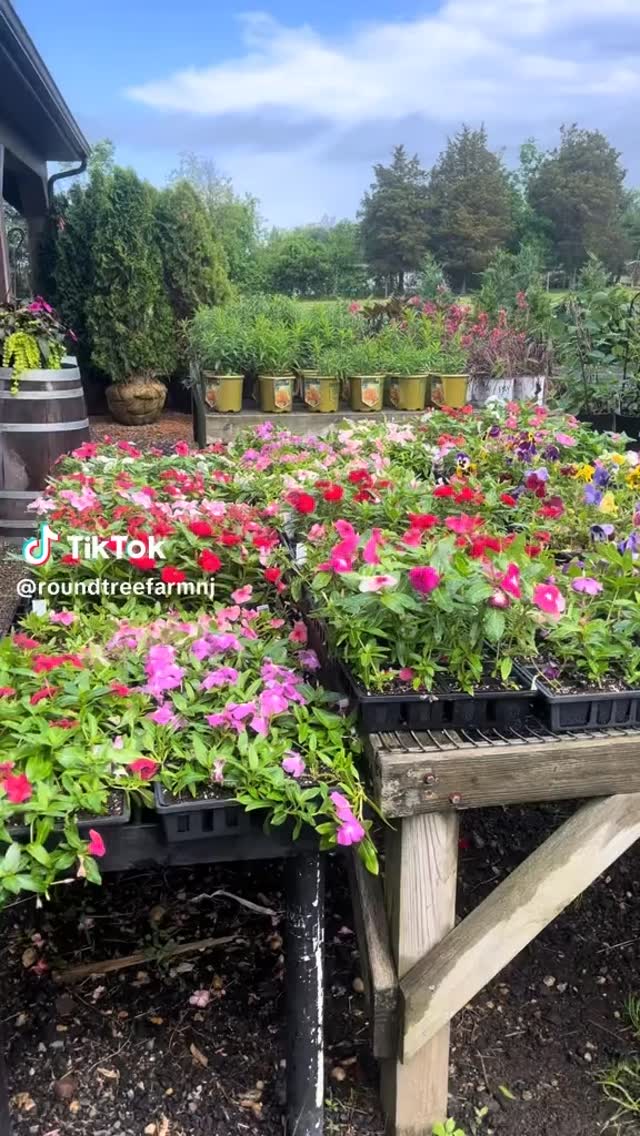 Every where you turn there’s something pretty here in the greenhouse!
#roundtreefarmgreenhouse #flower #bloom #greenhouselife #southjersey