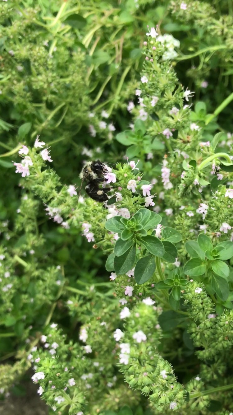 Busy busy bees #pollinators #wildthyme #bees