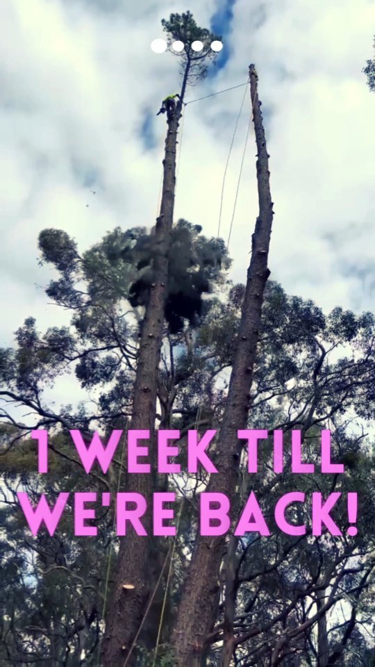 Nearrrrly there! She Trees is back soon after 7 months travelling and working around Australia.
These two pines (a weed species) were removed in Adelaide Hills this week ππ
We've worked with 10 different tree companies while travelling and are excited to bring back what we've learned to the Gold Coast.
The tree industry is extremely friendly and welcoming while travelling.
Any climber who's thought about travelling with the trade should definitely try it at least once - you will learn a lot!
#treework #arborist #femalearborist