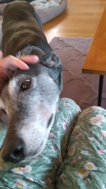 RIP Gypsy 😢