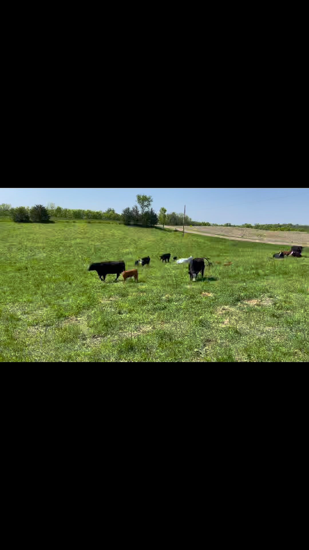 You’ve heard of herd mentality?!
First mama: I’m thirsty.
All other mamas: me too!
Assorted babies: wait for me!
Slumbering left behinds: why are we moving? Hold on, I’ll stand up…
#familyfarm #maternityphotography #cow #regenerativeagriculture
