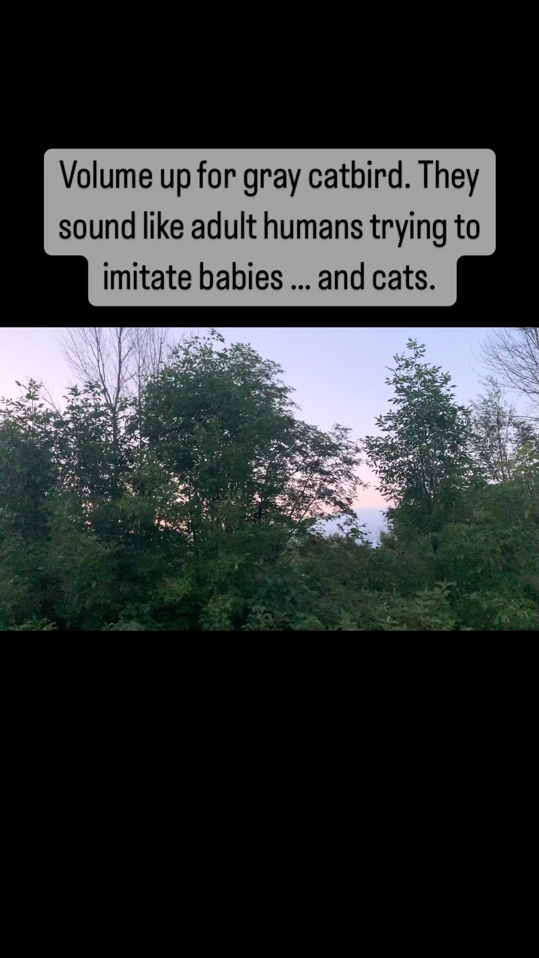 Gray #catbird sounding both like a baby and a cat. I thought I saw one on the porch railing the other day and they were out again tonight.
#birds #birdsong