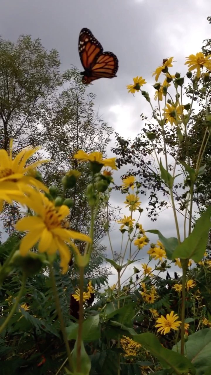 Remembering summer. Butterflies, bees and blossoms. #sunchokes