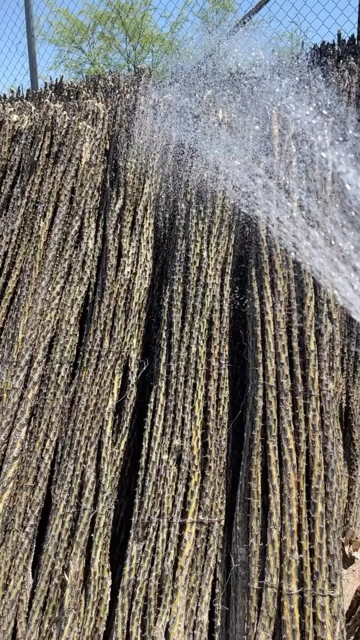 Waiting for monsoon to hit.. 🙏🏼🌧️🤞🏼
#sonoranocotillo #joshuatree #ocotillofence #livingfence #monsoonseason #sonorandesert #tucsonaz #phoenixaz #monsoon #desert #desertvibes #ocotilloplant #desertdwellers #desertlife #scottsdale #plantnursery #desertscape #desertliving #desertstyle #fencedesign #desertlandscape #homeandgarden #calilandscape #desertarchitecture #stickfence #ocotillo #fenceideas #desertoasis #deserthouse #desertbloom