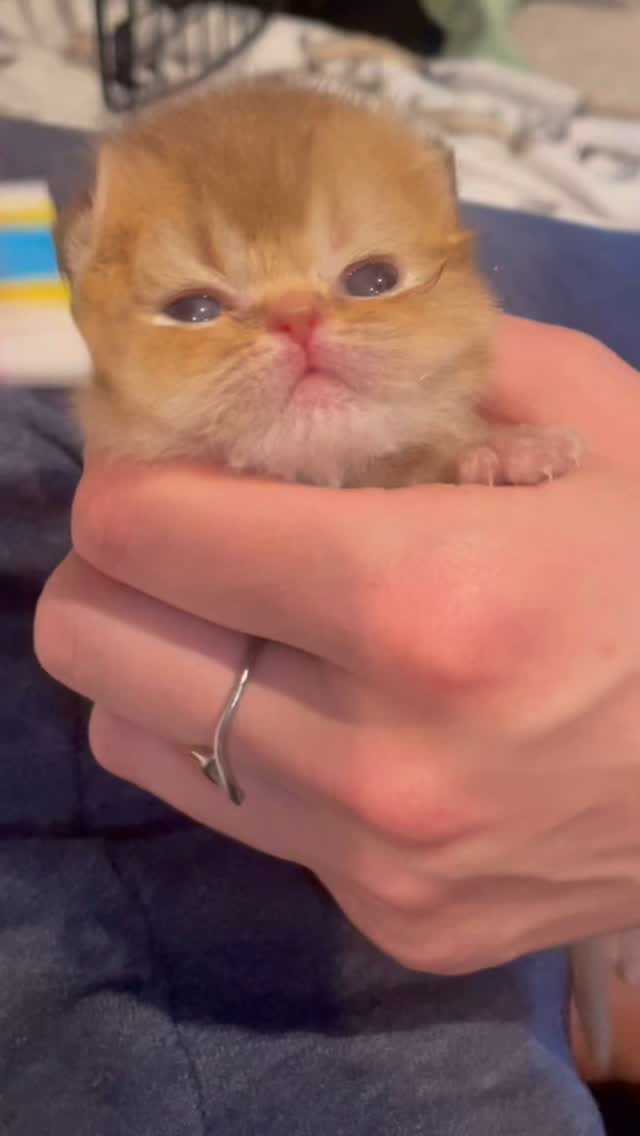 Cinnamon’s first brushing at 2 weeks old
#britishshorthairs #kitten