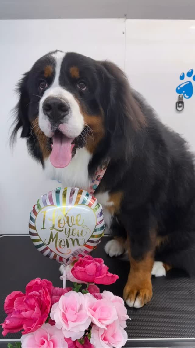 Happy Motherโs Day to all mothers! ๐Whether youโre a mother to a daughter, son, kitten, puppy, etc. everyone should celebrate ๐๐ Pets are family too!! ๐ถ๐๐พ
#818valley #sanfernandovalleydogs #lovedogs #doggrooming #fluffypawsgrooming #sanfernandovalley #cutedogs #grooming #womeninbusiness #818 #mobiledoggrooming #mobiledoggroomer #happymothersday