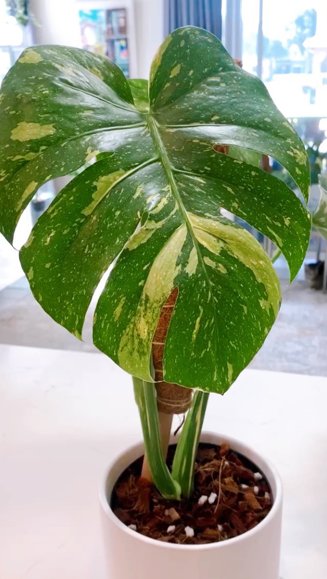 Growth on your Monstera Thai Constellation can be slower than some of your other plants indoors. With the proper care, you should see new growth emerge.
As you can see, ours likes to pop off🌱
Variegated Monstera Complete care guide coming soon to the blog🪴
*
*
*
*
#monsterathaiconstellation
#monstera
#aroid
#plantreel
#popsound
#plantthejungle
#variegatedmonstera