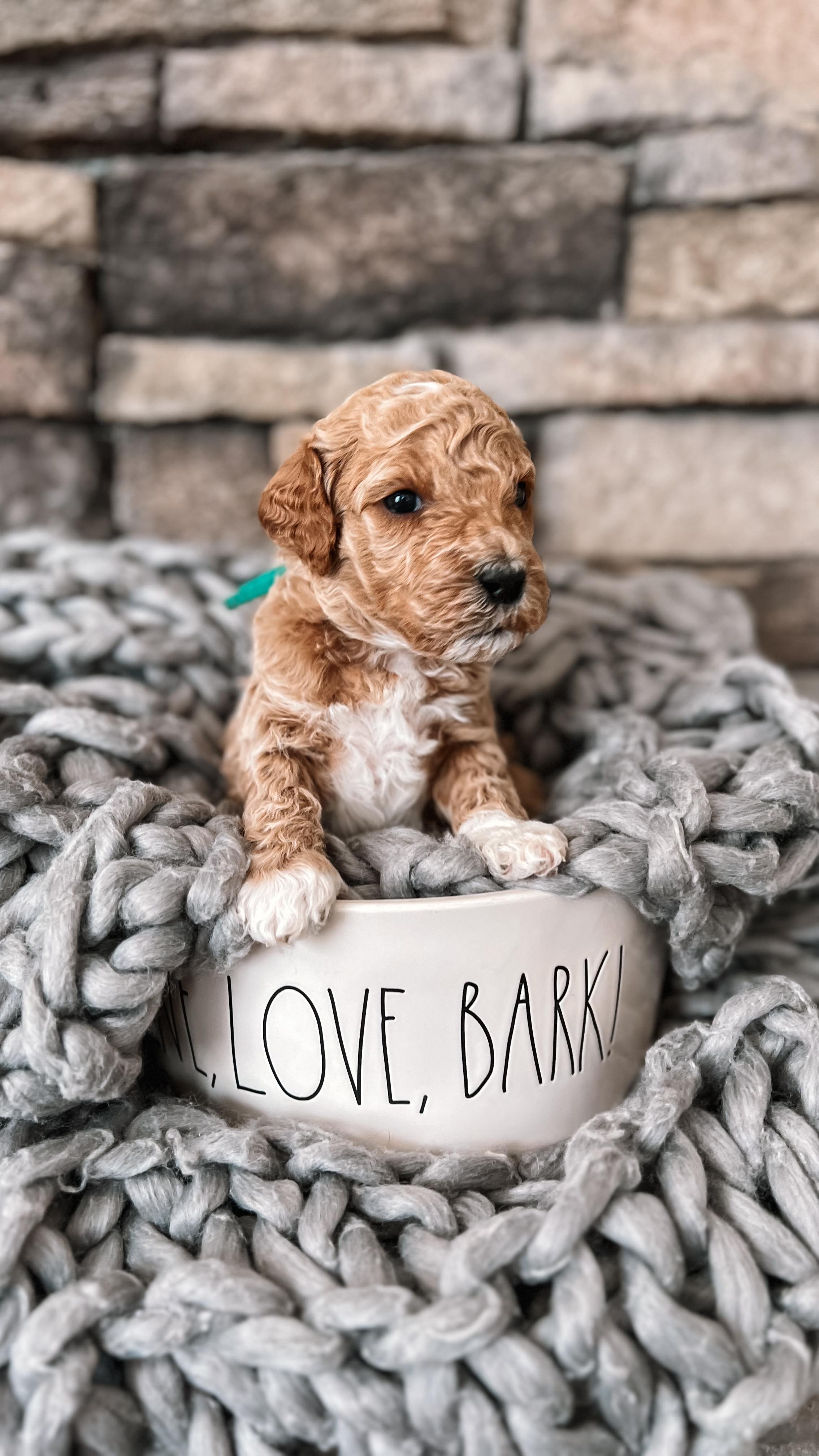 Just the boys 🩵
Our Harry Potter litter turned 3 weeks old last week.
This week we began gentle handling exercises daily with each puppy. We have also conducted brief, loud noise exposure each day, teaching how to drink from a water bowl and introducing a new whelping box novelty item daily. They have began wrestling with one another (and mom). Puppies are doing exceptionally well going in the designated potty area.
We do have a few puppies available from this litter.
If interested, send me a DM or comment below and I will send you our application.
.
.
.
.
.
.
#goldendoodle #goldendoodlepuppies #minigoldendoodlepuppy #goldendoodlesofinstagram