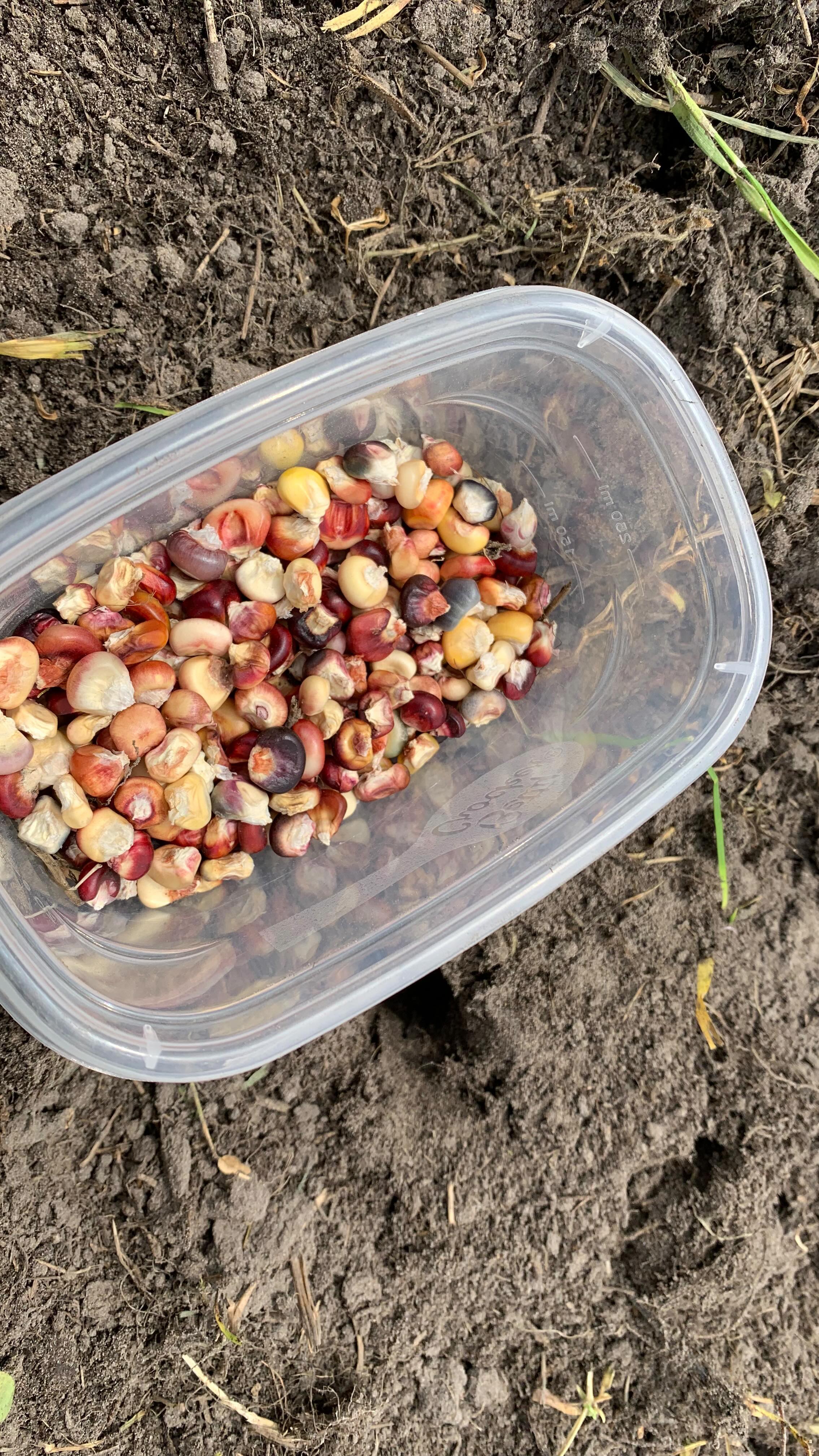 I met my minimum goal (and then some) for my Bear Island Ojibwe Flint Mandaamin patch today, just as the rain started to come down! Every seed I’ve shared from this corn has been planted by hand. It’s a bit tedious, it takes a few nights, and my back hurts a little bit but I think it’s worth it!
I didn’t soak the seeds today beforehand because we’re getting rain!
#seedfarm #seedkeeping #miinikaanan #iskn #seedkeeper #indigenousseedkeepersnetwork #farm #garden #gitigaan #zone4 #flintcorn #corn #mandaamin #handplanted #slowfood #traditionalfoods