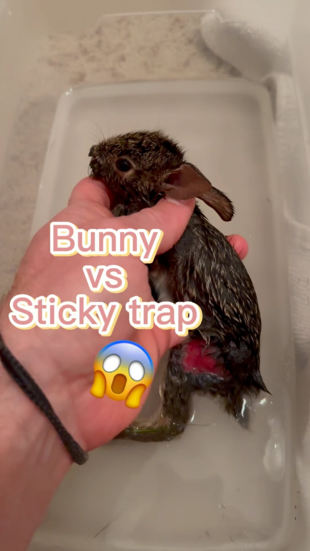 🐰Tell me your sticky trap story! 😱 #baby #bunny #bunnies #rabbit #babyanimals #cuteanimals #positive #positivethinking #animal #animals #nature #wildlife #science #biology #homeschool #homeschooling #animalrescue #tennessee #tennesseelife #nuisancewildlife #cuddles #cute #love #compassion #tennessee_community #tennessee_diaries #wildfernmedia