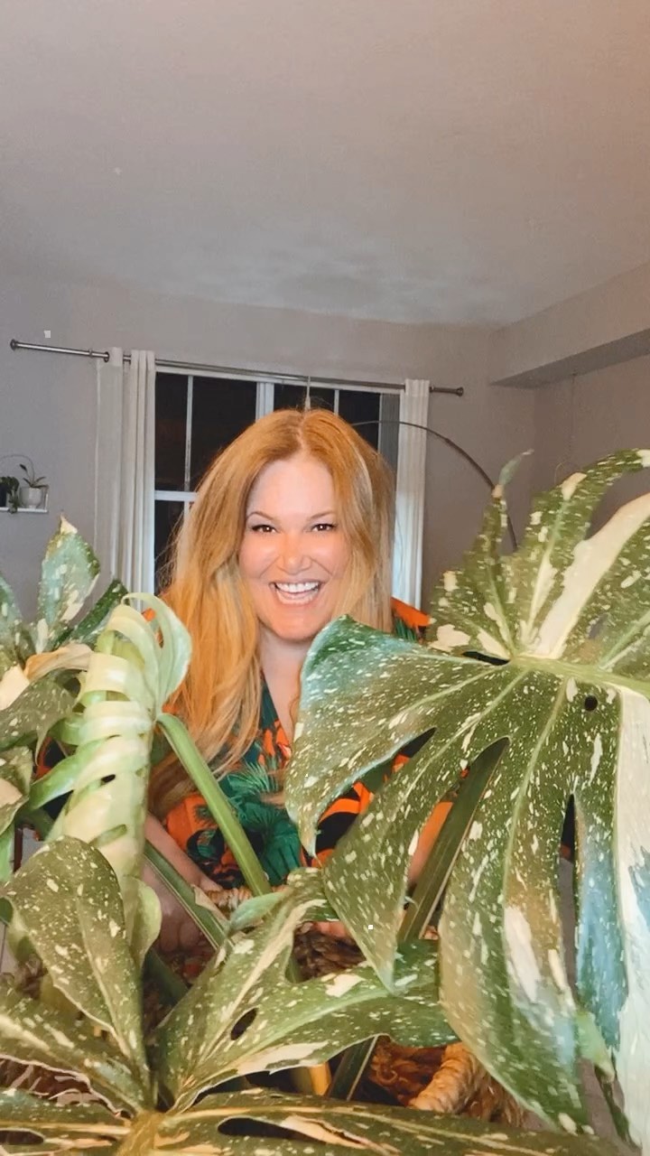 Happy Monstera Monday! I loved making this video with my mini me💚 We’ve had some very rough days, and nothing makes me smile more than when we can weather through the storm and grow!
I’ve had this Thai for a few years. It was a 6” when I got it, moved it to the greenhouse as a 10” and back home as 12”. It’s now in a 5-gallon pot, and it’s so big and heavy I could barely carry it!
Growth is inevitable! Keep an eye out for my Monstera ‘Albo’ and “Thai Constellation” complete care blog🪴
*
*
*
*
#monsteradeliciosa
#monsteramonday
#monstera
#monsterathaiconstellation
#plantsofinstagram
#plantthejungle
#houseplantclub
#stifflersmom