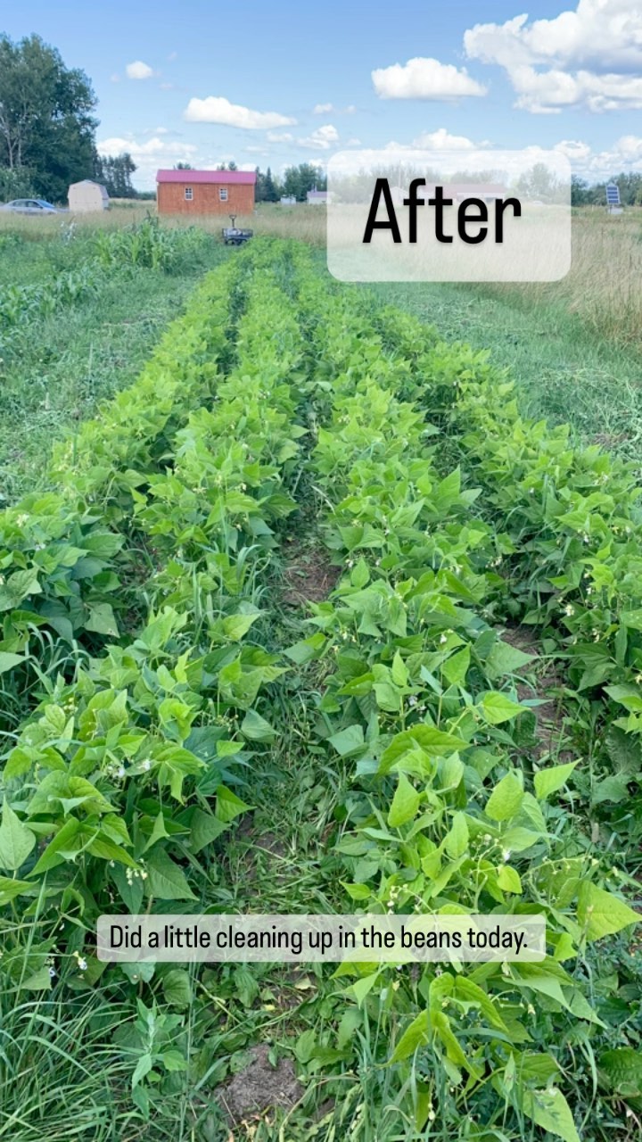 Spent an hour or so in the Arikara Yellow #beans today. I wish I had way more time to do this. I love this type of work.
#seedfarm #smallfarm #farm #garden #gitigaan #beans #miinikaanan #beforeandafter