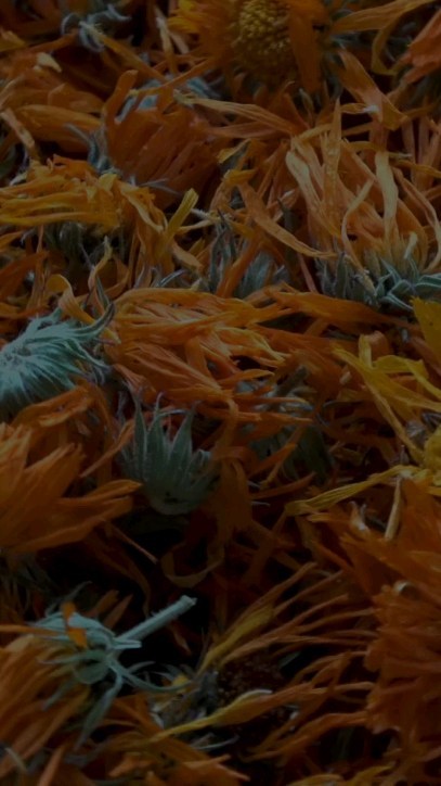 🌿Conheça a última etapa de produção das Farmácias Vivas!
🍃Através dela são obtidos os fitoterápicos que serão dispensados aos pacientes do SUS mediante prescrição de profissionais de saúde.
#farmaciaviva #plantasmedicinais
#fitoterapia
