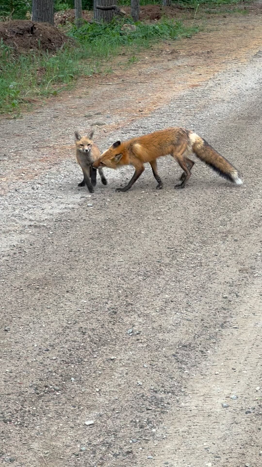 We have a cancellation for a two bedroom waterfront cottage June 24-July 1st, and a fox family ready to great you. Contact for more info