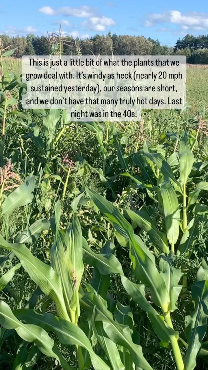 The #seeds that we grow and share come from plants that can handle some weather! Our seasons are short, our winters, springs, and early fall can be brutally cold (it was in the 40s F last night), and the eastern Upper Peninsula is a surprisingly #windy place. We usually get a bit of a reprieve from the wind in July and August but other than that the wind is tough and can be biting. Most of our #mandaamin (#corn) and #sunflowers are still standing today. I did notice the newest growth on the sunnies is actually a bit curved, righting themselves upright given the bit of lean that the main stems had from the wind the last few days.
Anyways, moral of the story is that the #seeds that do make it on our farm are tough. Their parent #plants are not babied and they usually deal with the #wind better than I do.
#seedfarm #seedkeeping #up #greatlakes #michigan #smallfarm #farm #seeds #zone4 #toughplants