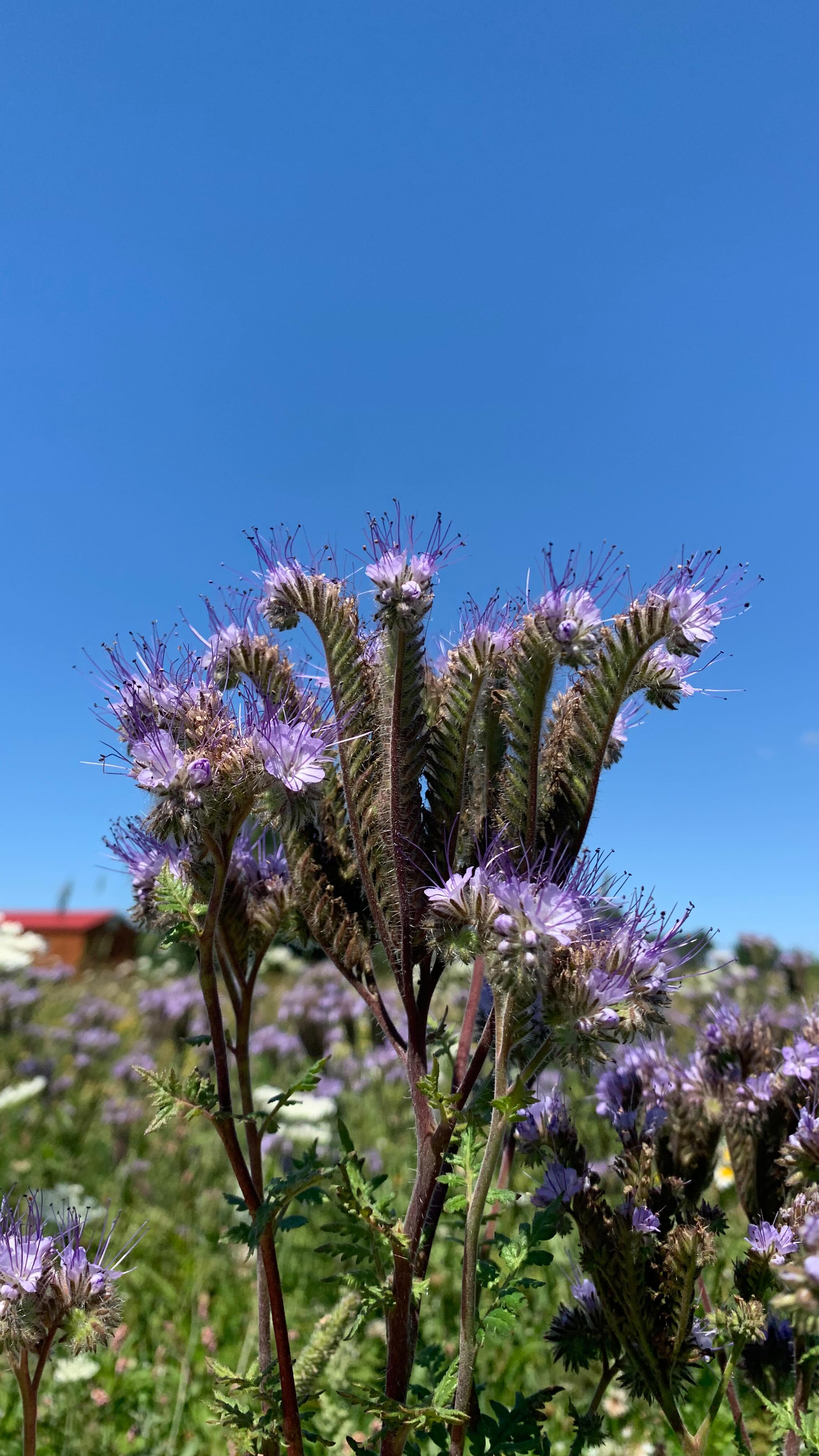 We’re all growing at the #farm this summer. It’s been a challenging summer but every time I walk through the fields I am reminded of just how much beauty there is.
#seedfarm #farm #smallfarm #womenwhofarm #michigan #borage #corn #phacelia #garden #seedkeeping
